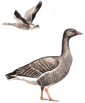 灰雁 Greylag Goose