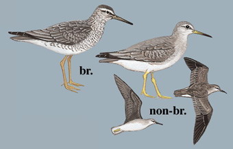 灰尾漂鹬 Grey-tailed Tattler