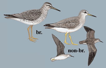 灰尾漂鹬 Grey-tailed Tattler