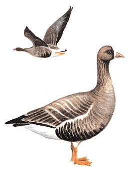 小白额雁 Lesser White-fronted Goose