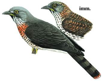 鹰鹃 Large Hawk-Cuckoo
