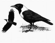 白颈鸦 Collared Crow