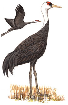 白头鹤 Hooded Crane