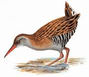 西方秧鸡 Water Rail