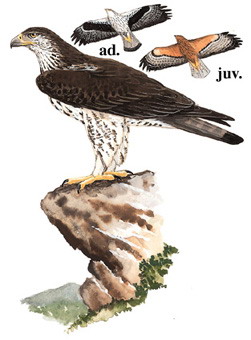 白腹隼雕 Bonelli's Hawk Eagle