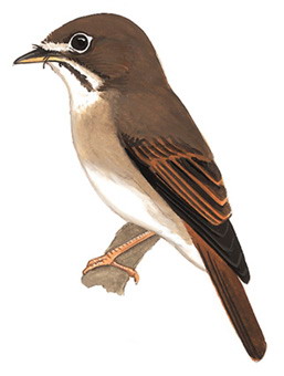 褐胸鹟 Brown-breasted Flycatcher