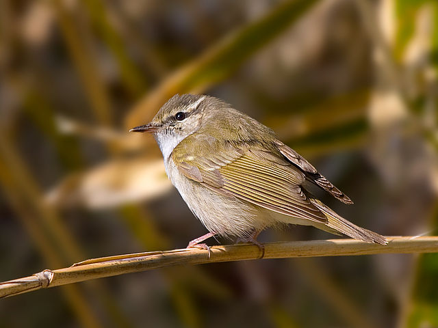 库页岛柳莺 Sakhalin Leaf Warbler