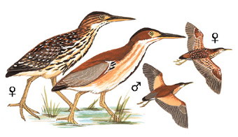 紫背苇鳽 Von Schrenck's Bittern