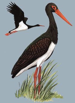 黑鹳 Black Stork