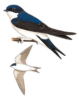 白腹毛脚燕 Siberian House Martin