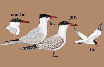 红嘴巨燕鸥（原：红嘴巨鸥） Caspian Tern