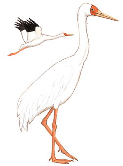 白鹤 Siberian Crane