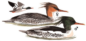 中华秋沙鸭 Scaly-sided Merganser