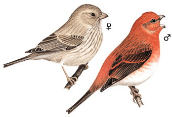 普通朱雀 Common Rosefinch