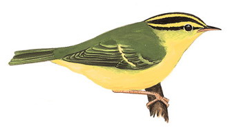 黑眉柳莺 Sulphur-breasted Warbler