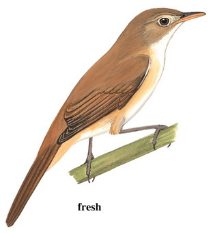 厚嘴苇莺 Thick-billed Warbler