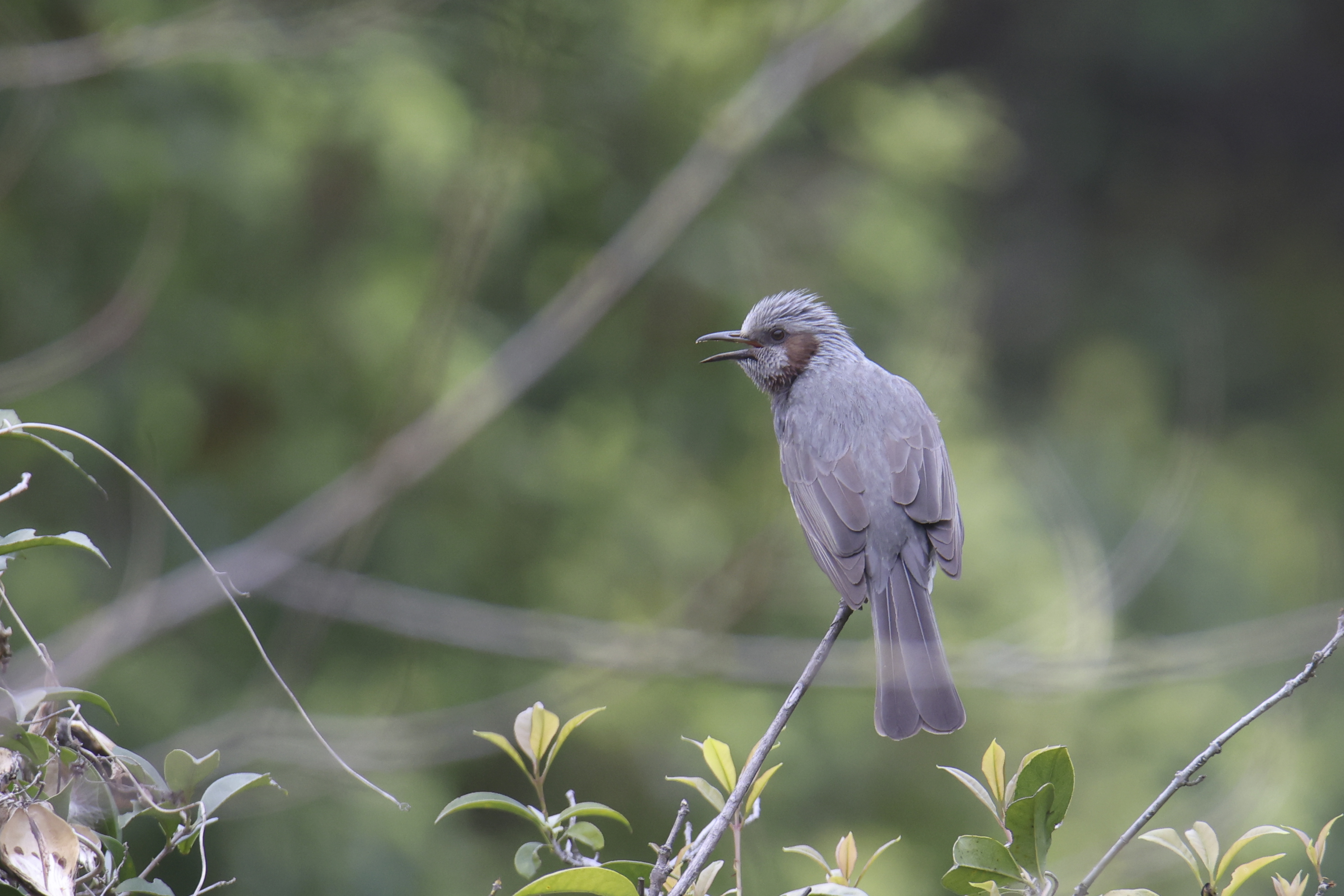 2025年度常州市武进区野生鸟类的变化与相关说明