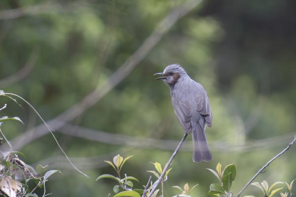 2025年度常州地区野生鸟类的变化与相关说明