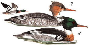 红胸秋沙鸭 Red-breasted Merganser