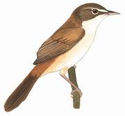 钝翅苇莺 Blunt-winged Warbler