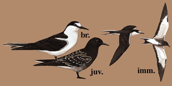 乌燕鸥 Sooty Tern