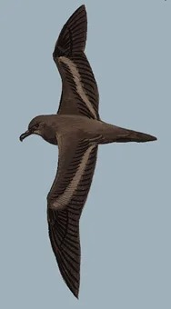 褐燕鹱  Bulwer's Petrel