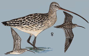 大杓鹬 Far Eastern Curlew 大杓鹬 Far Eastern Curlew